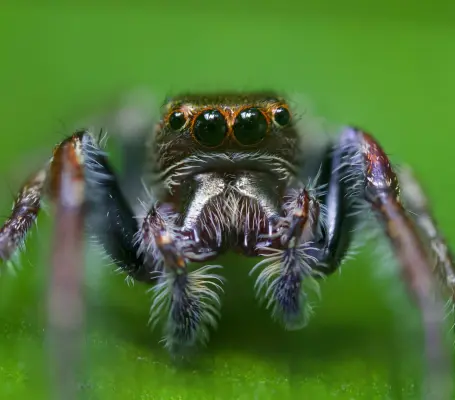 Solticitae, aka the jumping spider