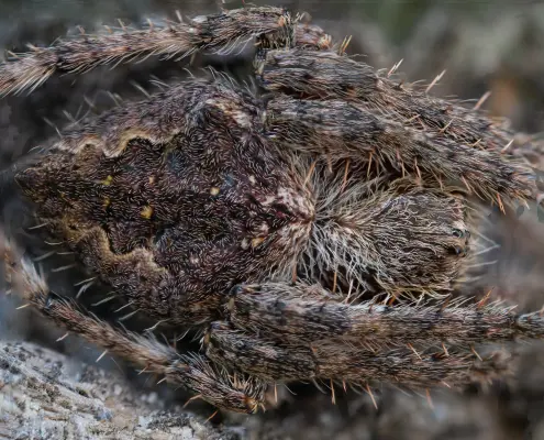 Garden orbweaver spider
